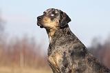 CATAHOULA 035